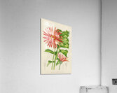 Gerbera Jameson Acrylic Print