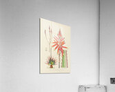 Aloe Pretoriensis Acrylic Print