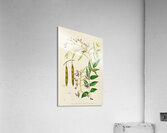 Bolusanthus Speciosus Acrylic Print