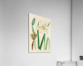 Moraea Iridioides Acrylic Print