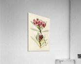 Protea Abyssinica Acrylic Print