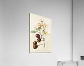 Gardenia Globosa Acrylic Print