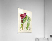 Richardia Rehmanni Acrylic Print