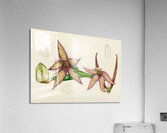 Stapelia Gettleffii Acrylic Print