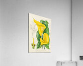 Richardia Angustiloba Acrylic Print