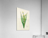 Witsenia Maura Acrylic Print