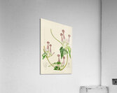 Ceropegia Meyeri Acrylic Print