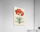 Crassula Falcata Acrylic Print