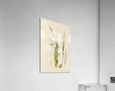 Gladiolus Rehmanni Acrylic Print
