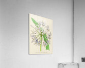 Agapanthus Umbellatus Acrylic Print