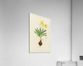 Freesia Refracta Acrylic Print