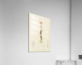 Senecio Stapeliaeformis Acrylic Print