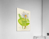 Nymphaea Stellata Acrylic Print