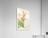 Streptocarpus Dunnii Acrylic Print