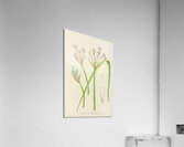 Cyrtanthus Mckenii Acrylic Print