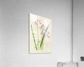 Tulbaghia Violacea Acrylic Print