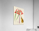 Cyrtanthus Augustifolius Acrylic Print