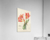Clivia Miniata Acrylic Print