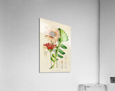 Arctotis Decurrens Acrylic Print