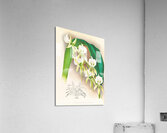 Angraecum eburneum var superbum Acrylic Print