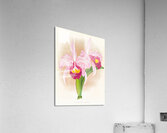 Cattleya Trianae var purpurata Acrylic Print