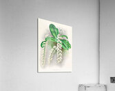 Angraecum citratum Acrylic Print