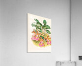 Cattleya schilleriana Acrylic Print