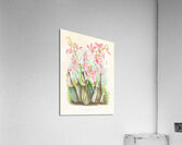 Calanthe veitch Acrylic Print