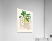 Angraecum ellisi  Acrylic Print