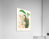 Aganisia tricolor Acrylic Print