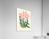 Cattleya Malouana Acrylic Print