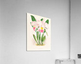 Cattleya Mendeli Acrylic Print