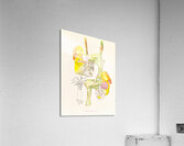 Coryanthes bungerothi  Acrylic Print