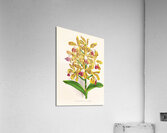 Cattleya guttata Acrylic Print