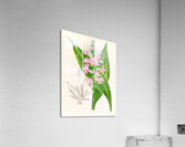 Calanthe Masuca  Acrylic Print