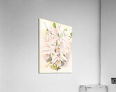 Cattleya Maxima Acrylic Print