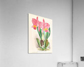 Cattleya percivaliana var reichenbach Acrylic Print