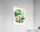 Bifrenaria harrisoniae  Acrylic Print