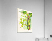 Coelogyne peltastes Acrylic Print