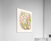 Calanthe regnieri Acrylic Print