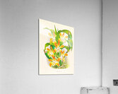 Chysis aurea Acrylic Print