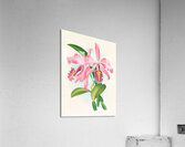 Cattleya maxima Acrylic Print
