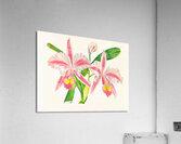 Cattleya Trianae var striata Acrylic Print