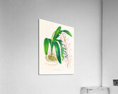 Aerides augustianum Acrylic Print