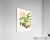 Aeranthus Leonis Acrylic Print