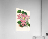 Cattleya nobilior Acrylic Print