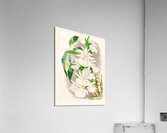 Catasetum bungerothi  Acrylic Print