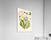Cattleya Trianae Acrylic Print
