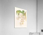Catasetum tigrinum Acrylic Print