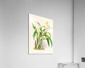 Catasetum Discolor Acrylic Print